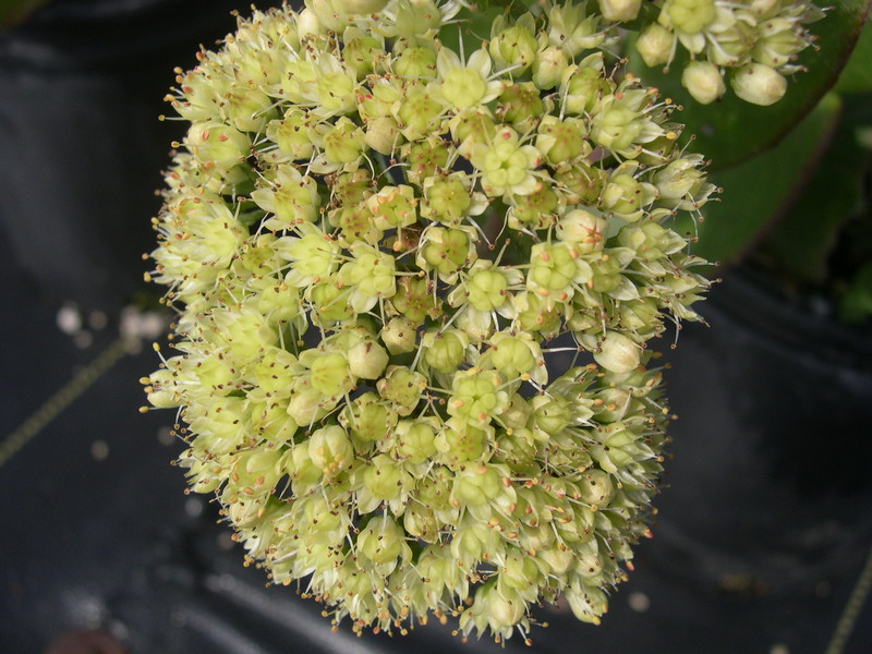 Sedum telephium maximum (2) Hylotelephium telephium maximum