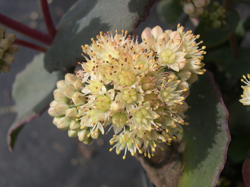 Sedum telephium ruprechtii (2) Hylotelephium telephium ruprechtii