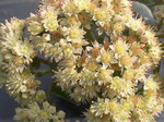 Sedum telephium ruprechtii (3) Hylotelephium telephium ruprechtii