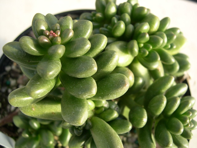 Sedum 'Crocodile' (2) [xCremnosedum 'Crocodile']