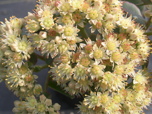 Sedum telephium ruprechtii (3) Hylotelephium telephium ruprechtii