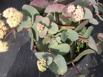 Sedum telephium ruprechtii (4) Hylotelephium telephium ruprechtii