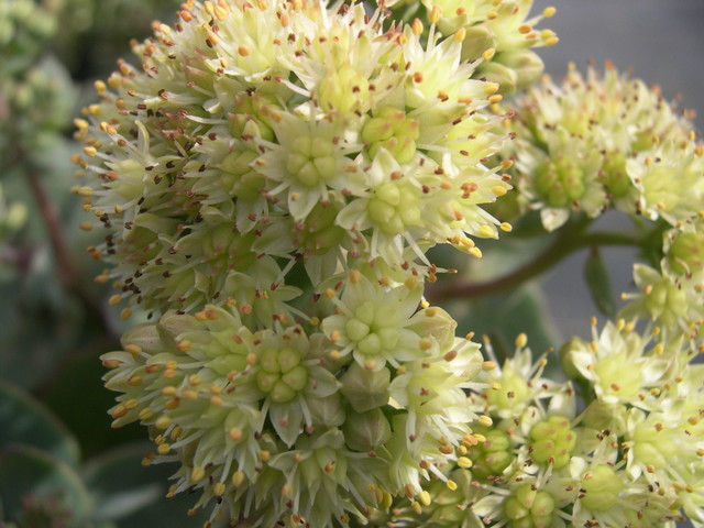 Sedum telephium ruprechtii (5) Hylotelephium telephium ruprechtii