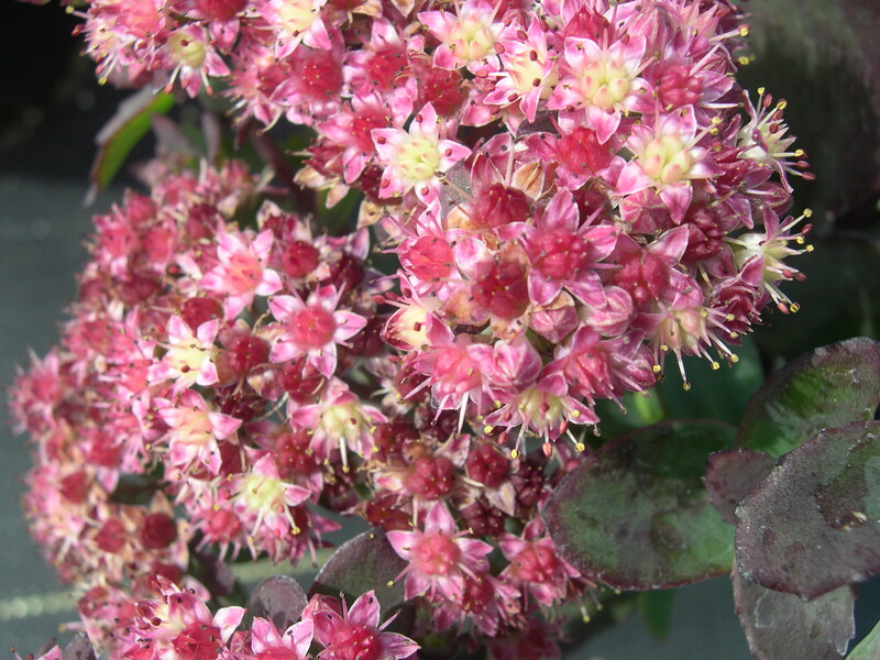 Sedum telephium Strawberries & Cream (1) (Hylotelephium telephium 'Strawberries & Cream')