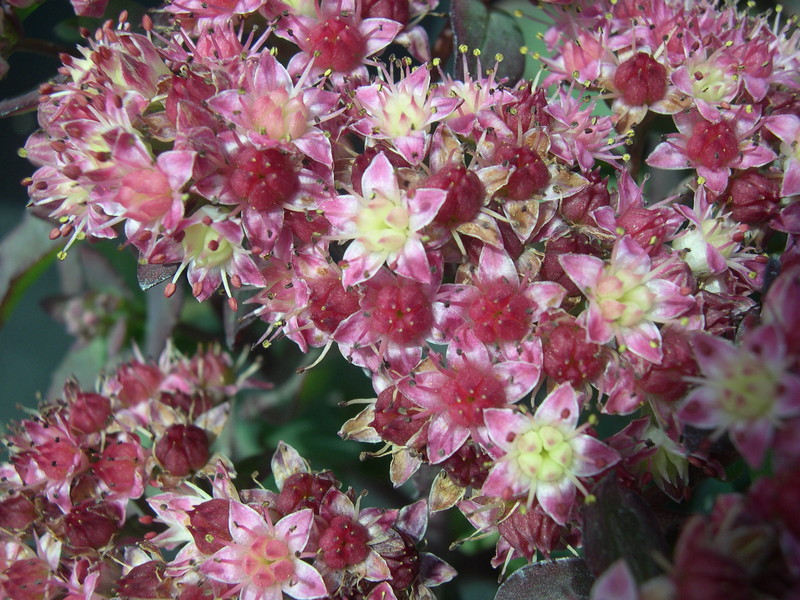 Sedum telephium Strawberries & Cream (2) (Hylotelephium telephium 'Strawberries & Cream')