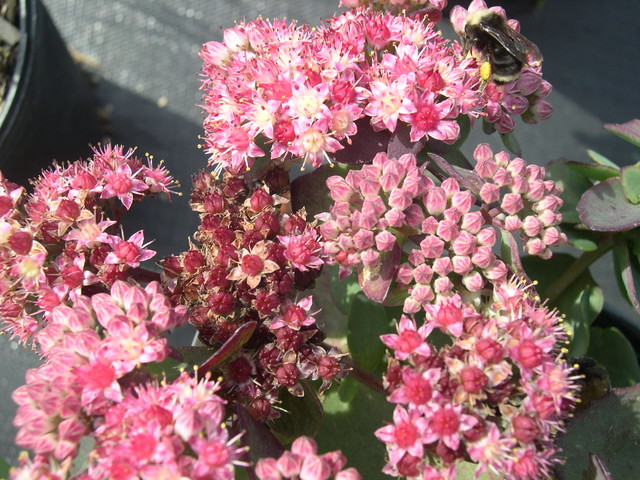 Sedum telephium Strawberries & Cream (3) (Hylotelephium telephium 'Strawberries & Cream')