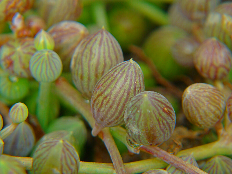 Senecio herreanus (2)