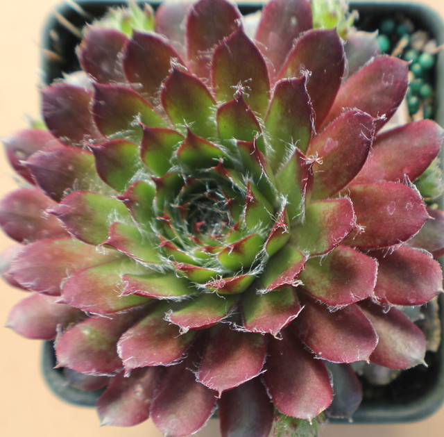 Sempervivum 'Alpha'