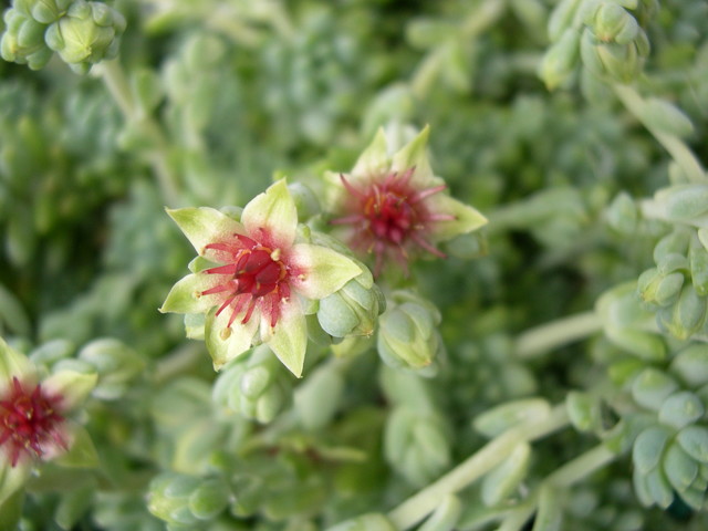 Sedum batallae (1)