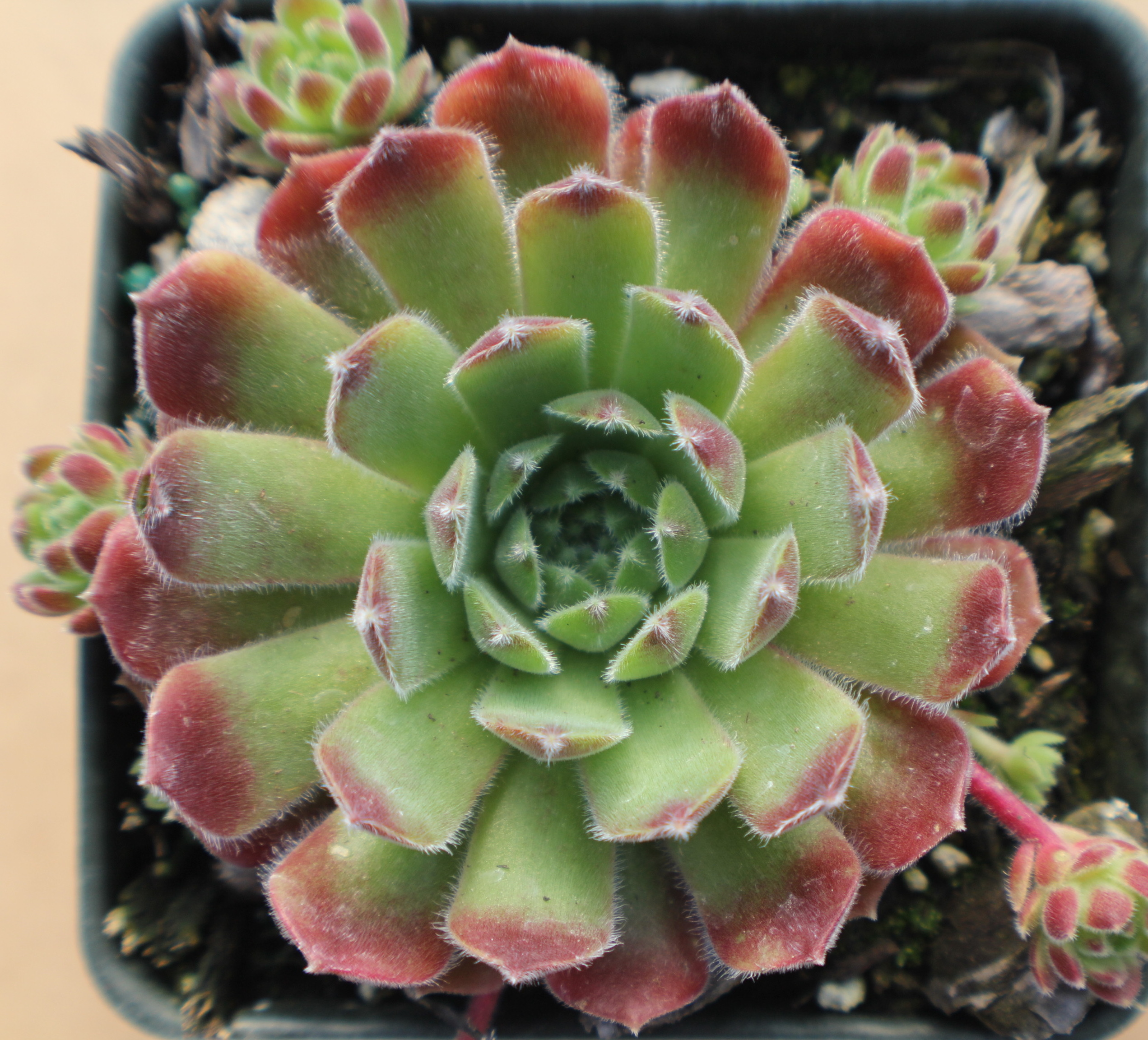 Sempervivum 'Appleblossom'