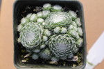 Sempervivum arachnoideum