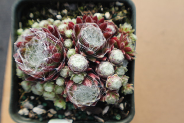 Sempervivum arachnoideum bryoides