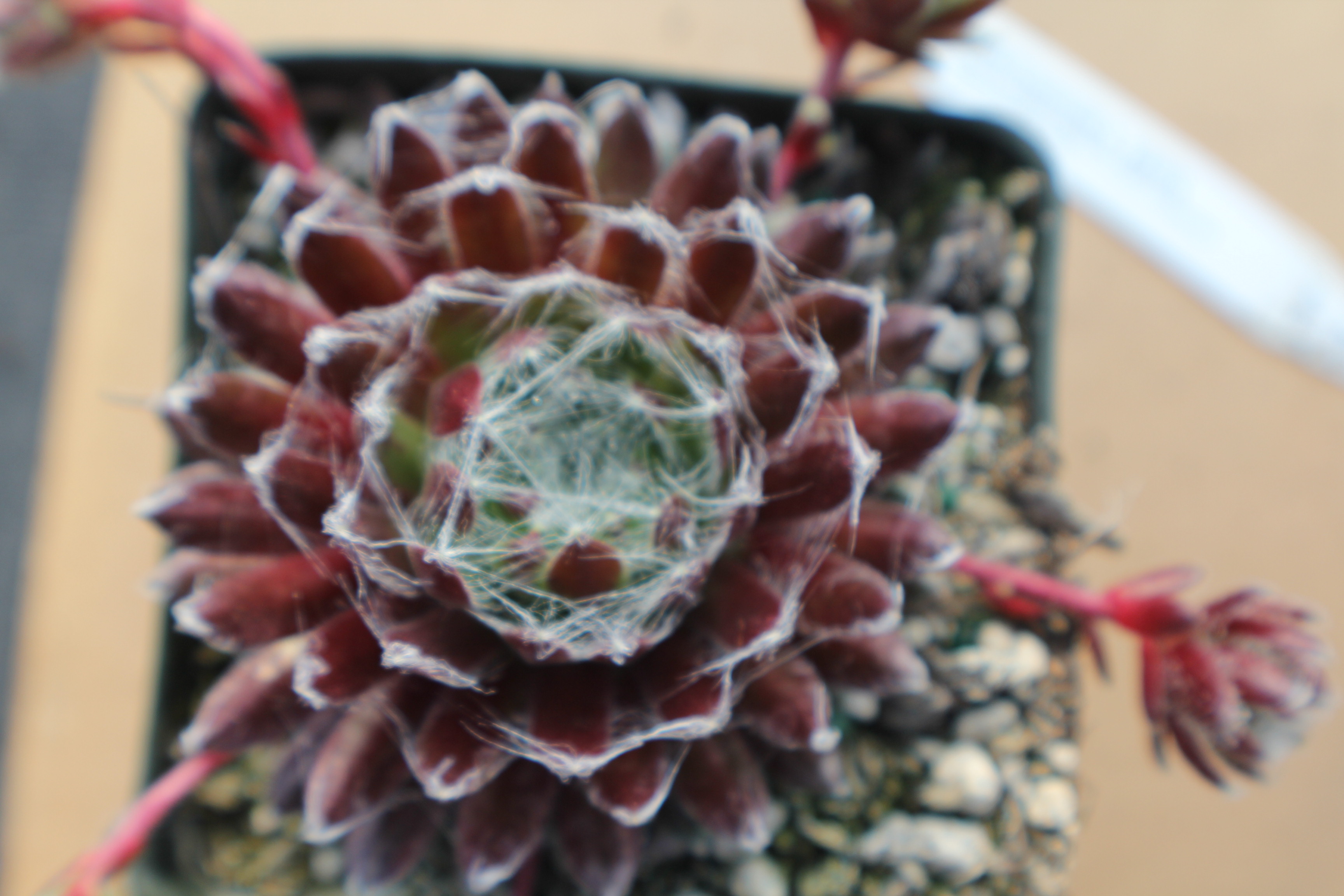 Sempervivum arachnoideum 'Emily'