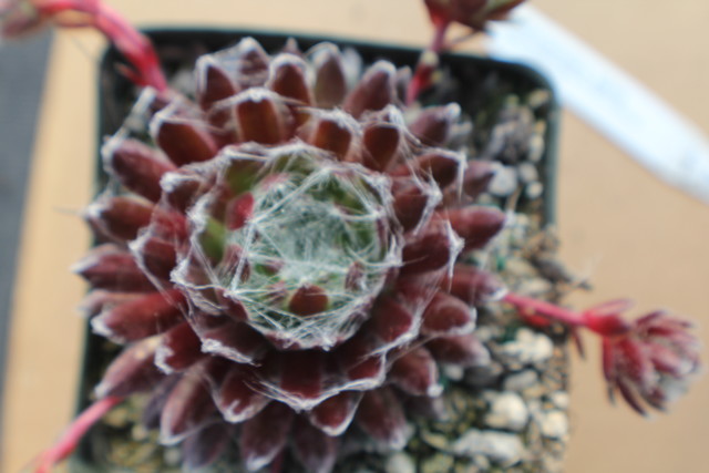 Sempervivum arachnoideum 'Emily'