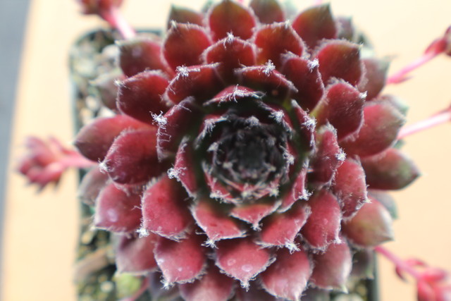 Sempervivum arachnoideum 'Kappa'