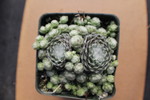 Sempervivum arachnoideum laggerii