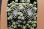 Sempervivum arachnoideum laggerii