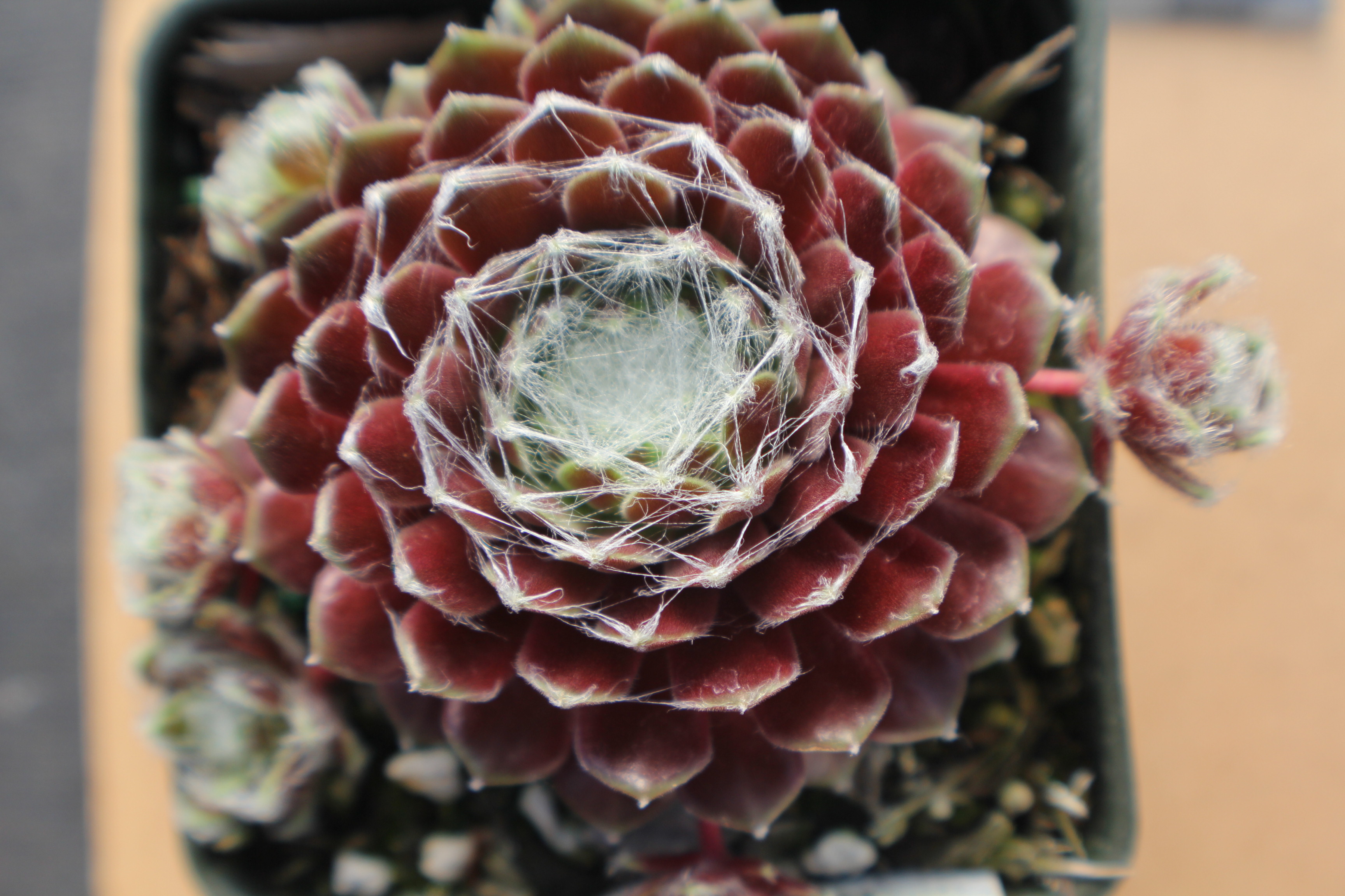 Sempervivum arachnoideum 'Robin'