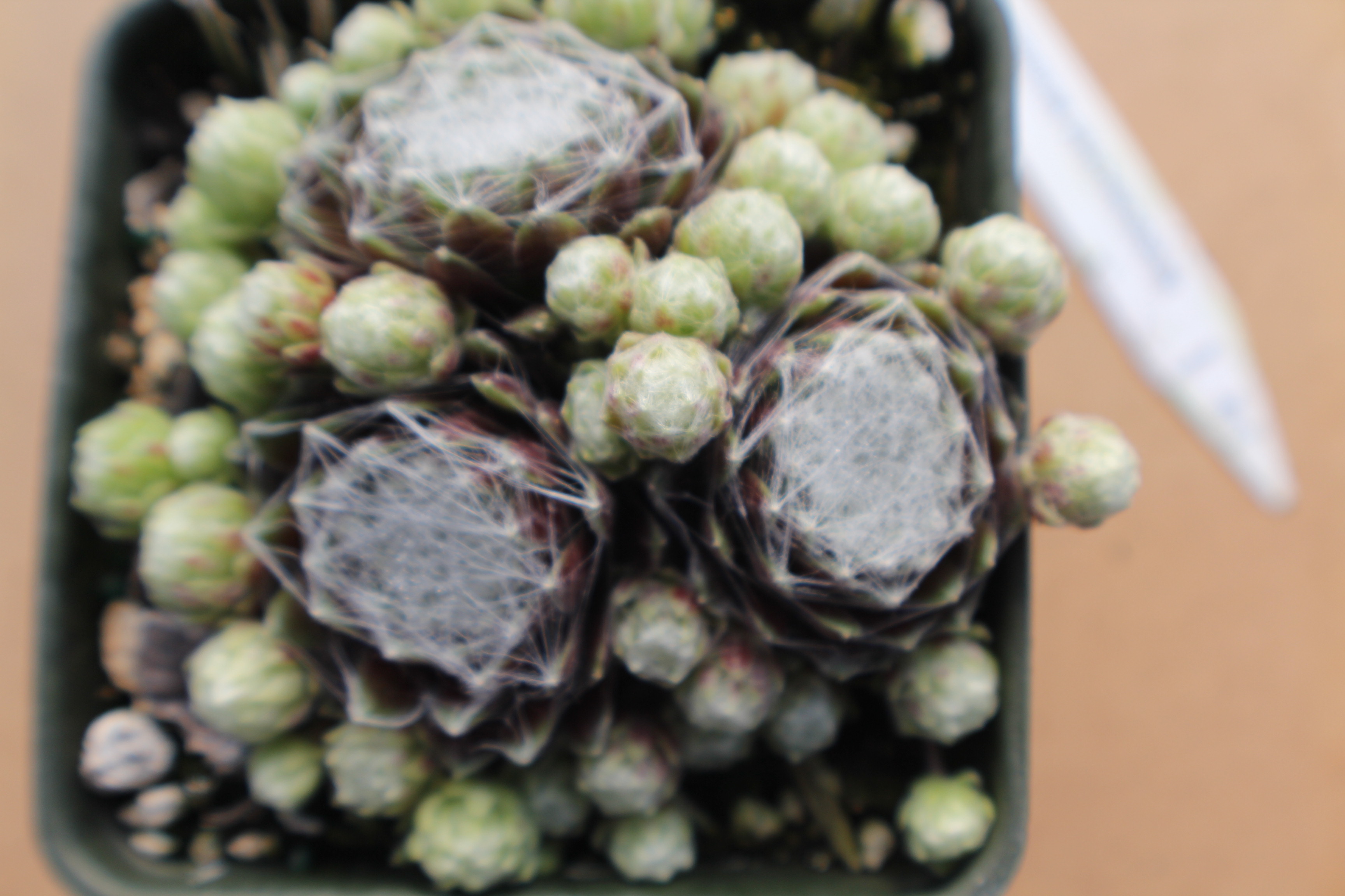 Sempervivum arachnoideum 'Rubrum'