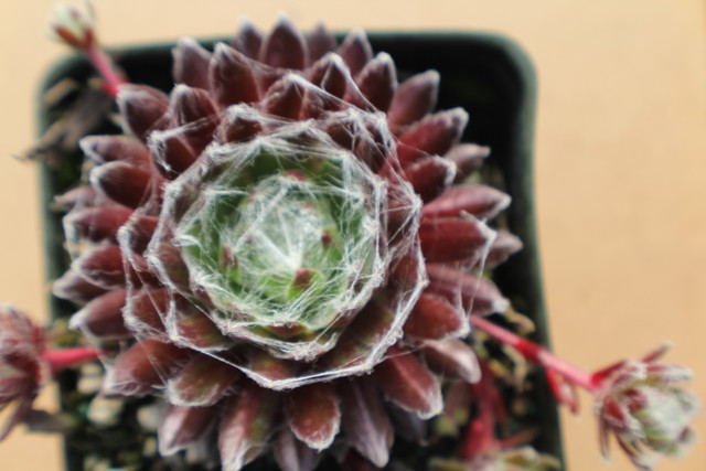 Sempervivum arachnoideum 'Sultan'