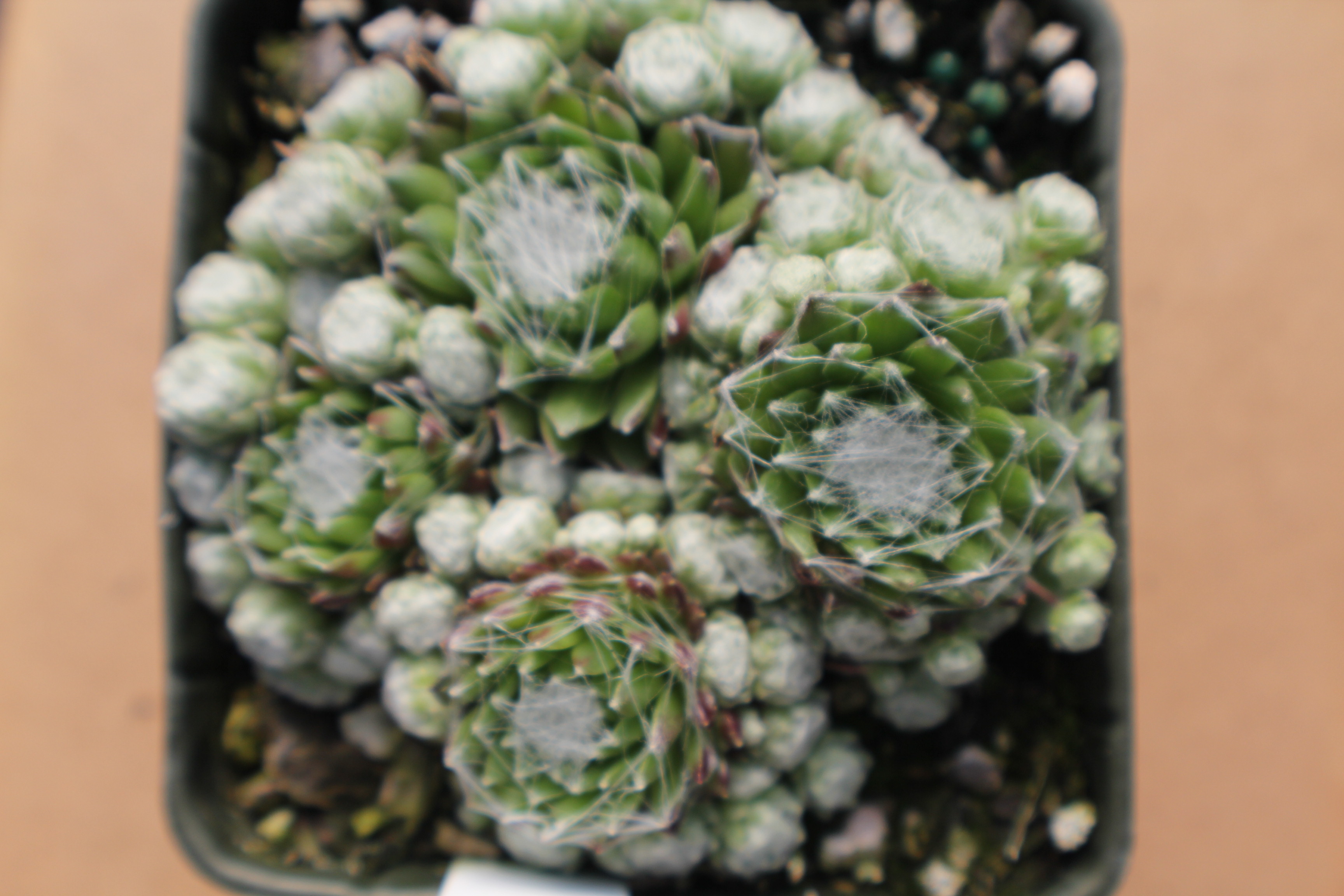 Sempervivum arachnoideum tomentosum