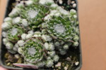 Sempervivum arachnoideum tomentosum