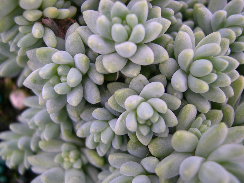 Sedum batallae (2)