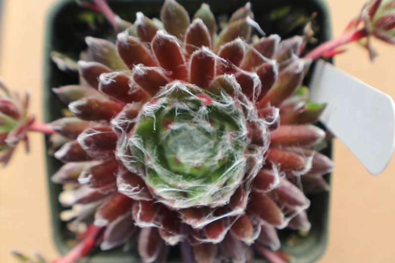 Sempervivum arachnoideum 'Viridescens'