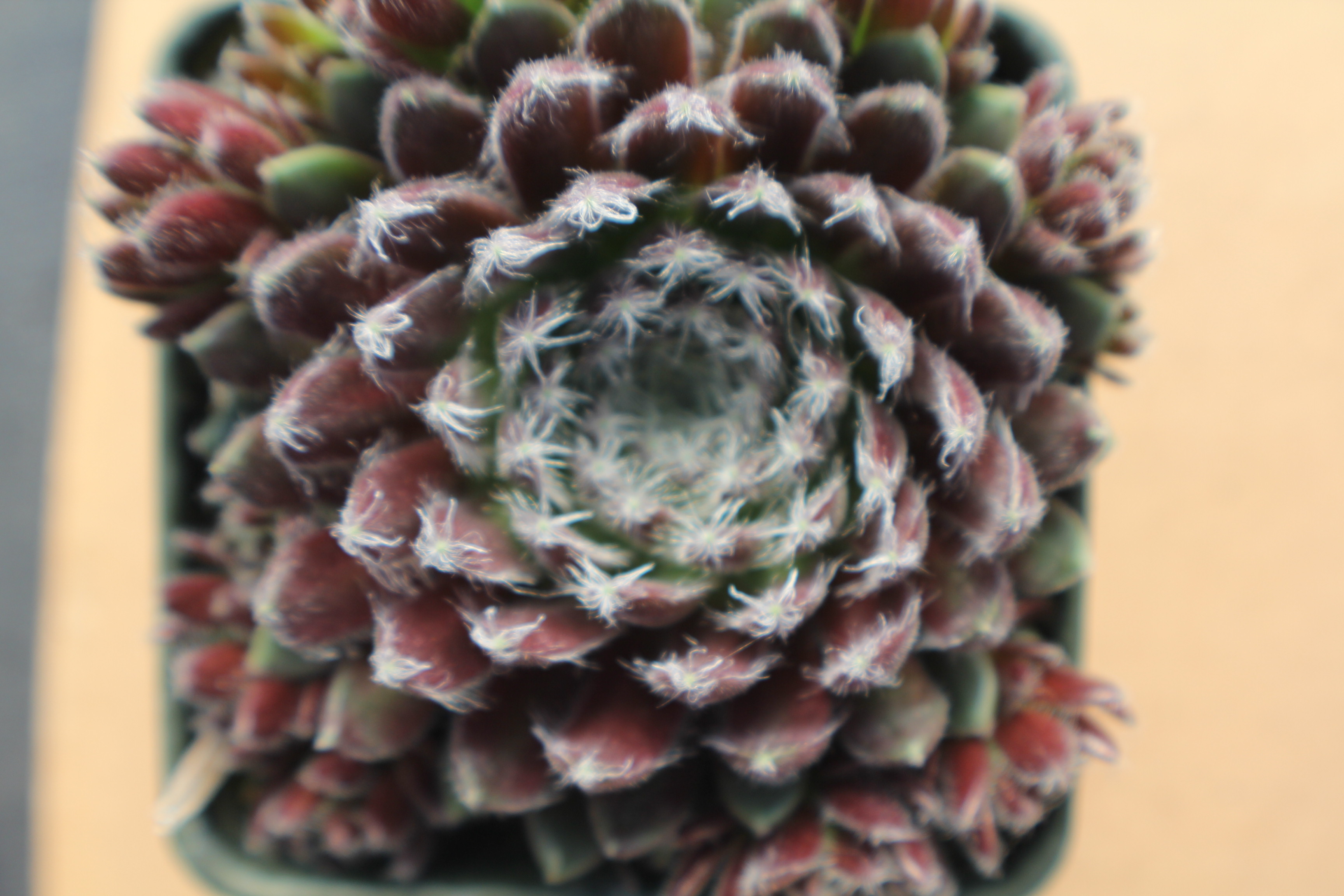 Sempervivum 'Ashes of Roses'