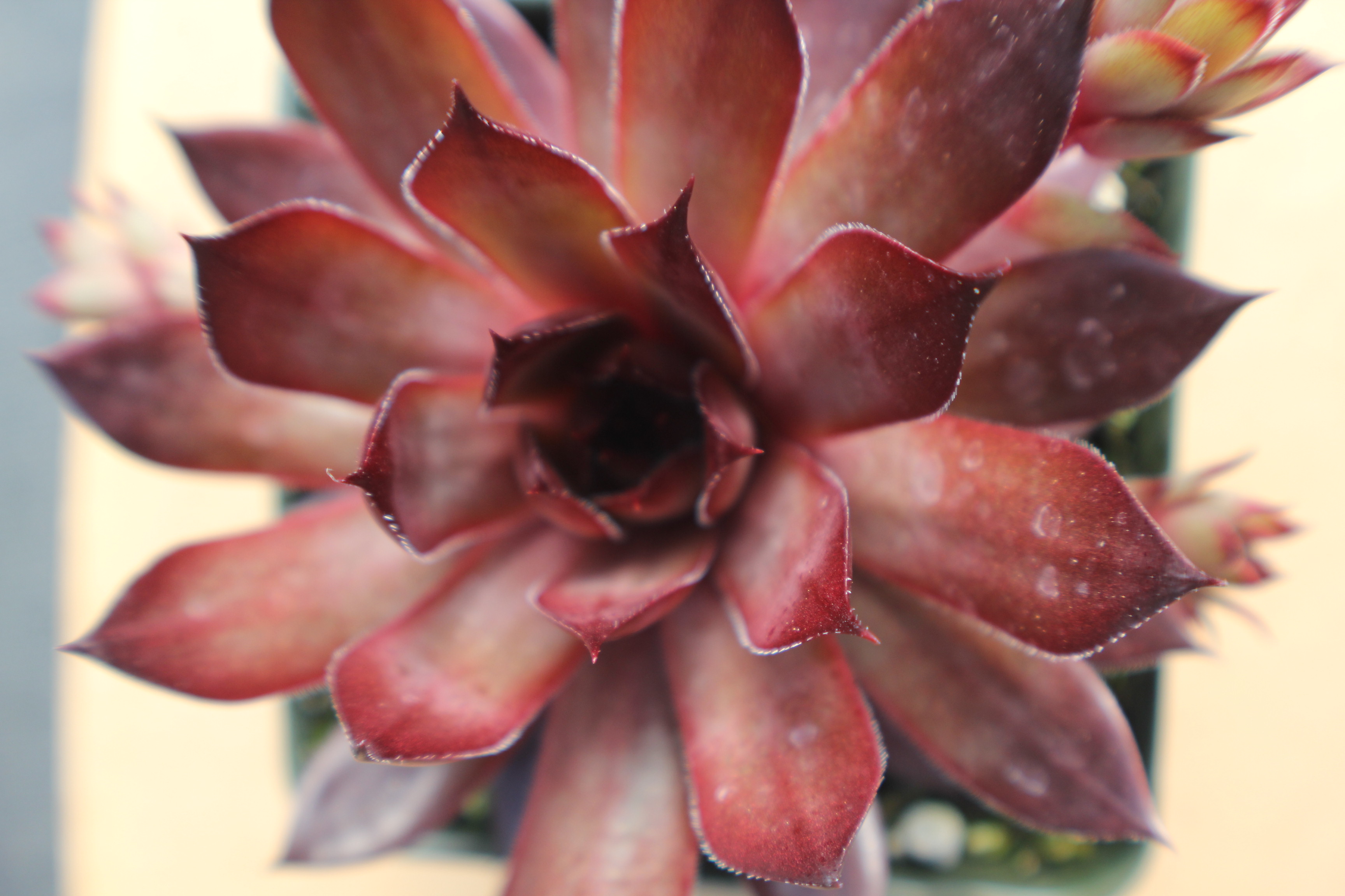 Sempervivum 'Atroviolaceum'