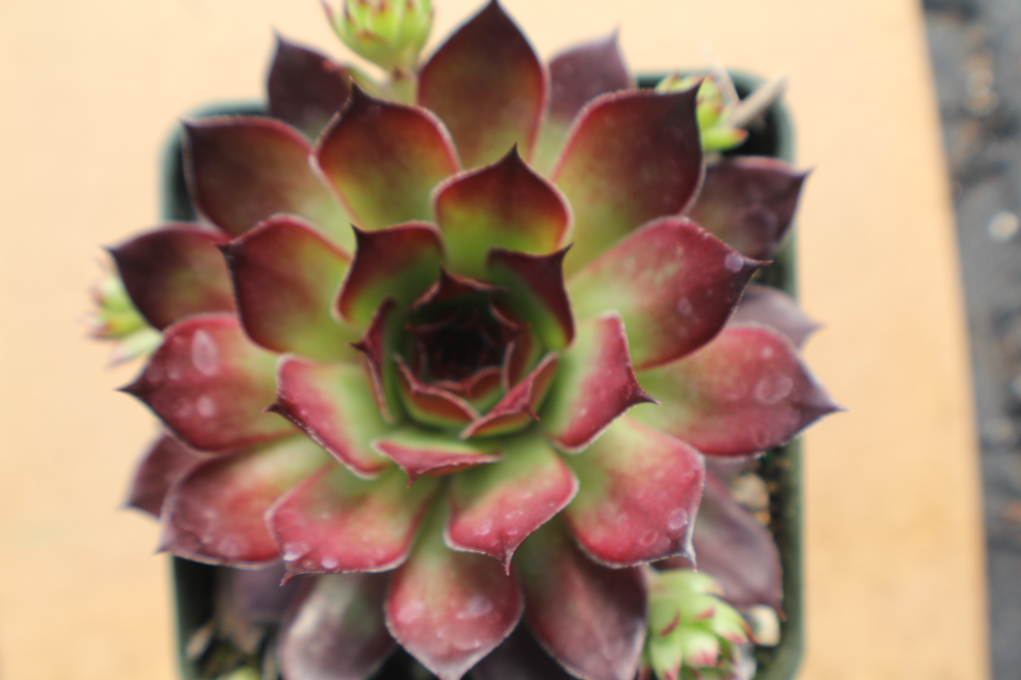 Sempervivum 'Bedazzled'