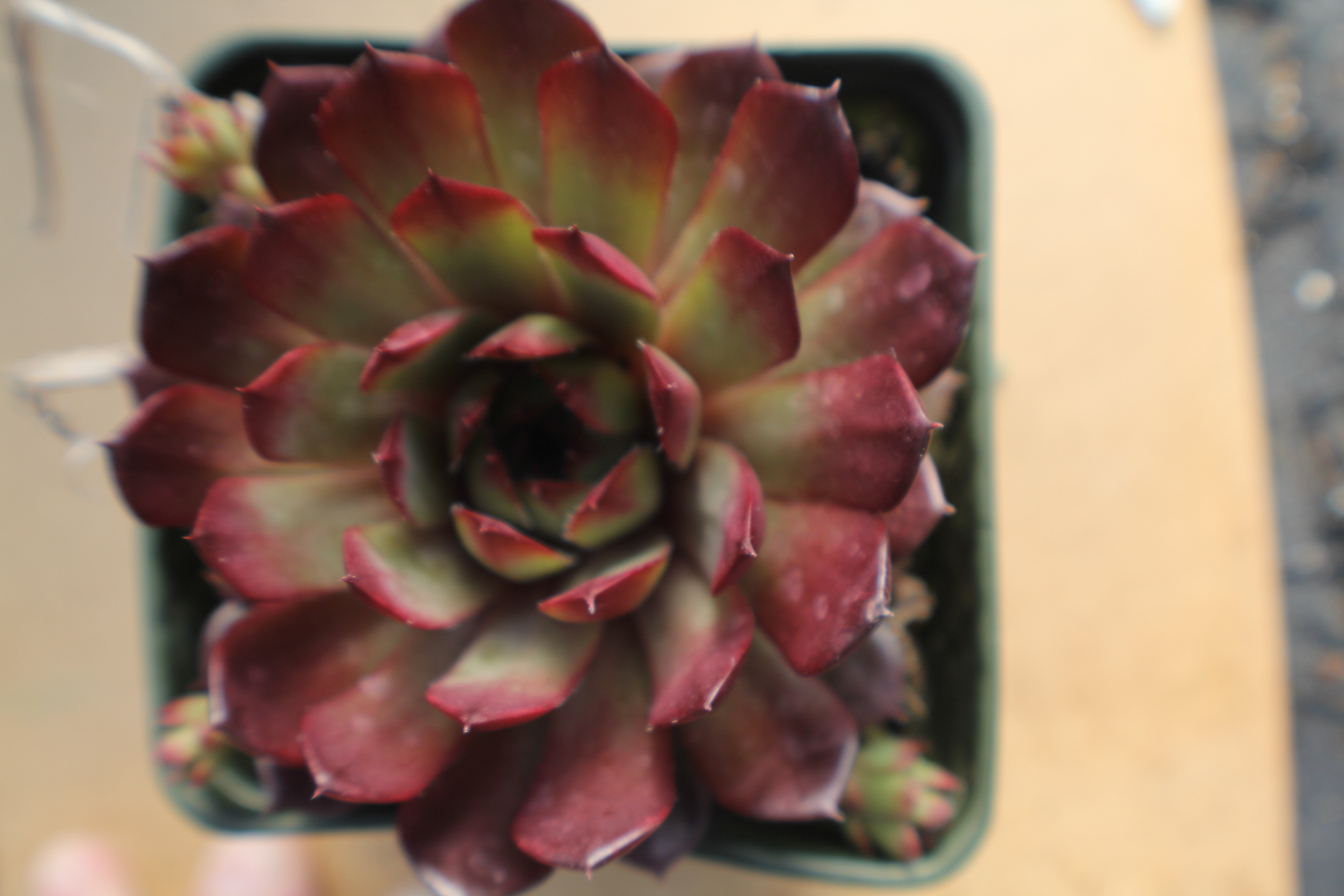 Sempervivum 'Bedivere'