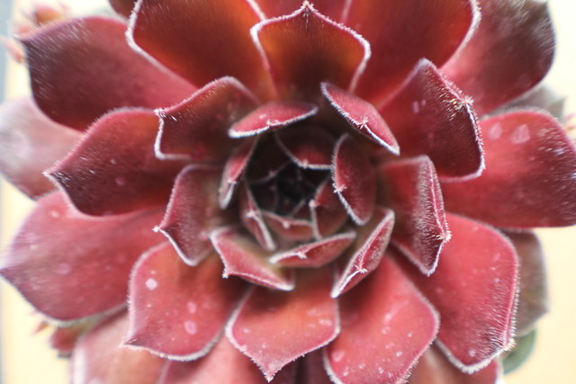 Sempervivum 'Belladonna '