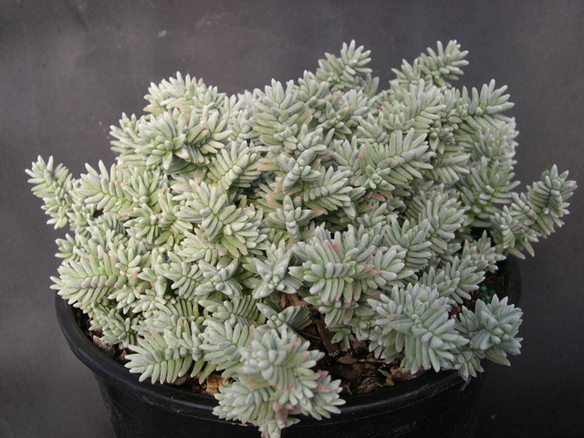 Sedum booleanum (1)