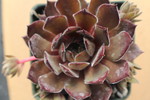 Sempervivum 'Big Red'