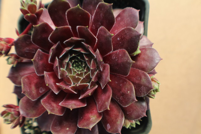 Sempervivum 'Black Mountain'