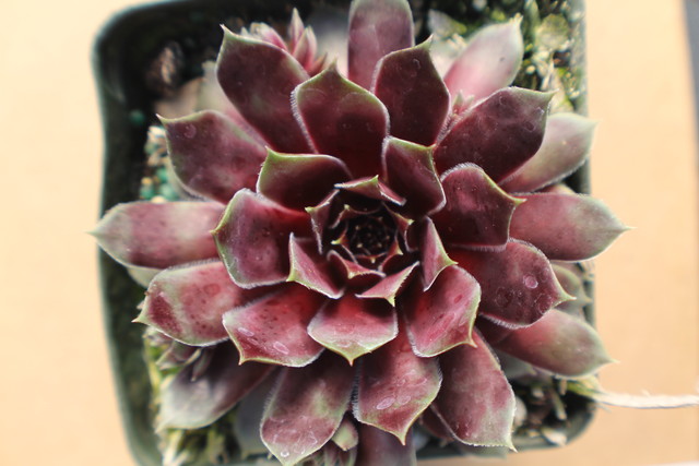 Sempervivum 'Black Prince'