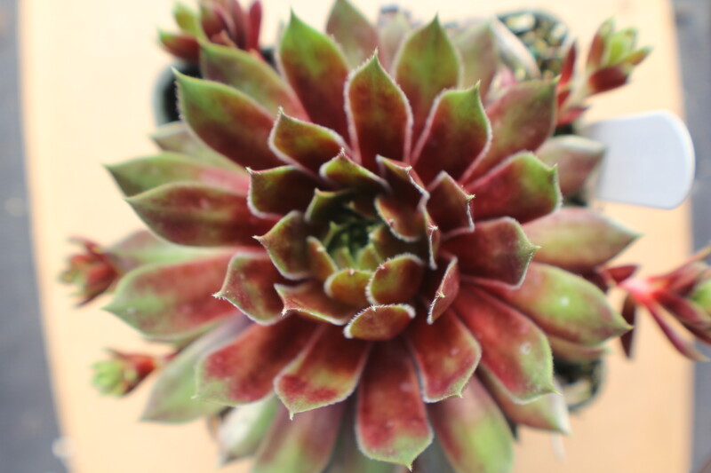 Sempervivum 'Black Velvet'