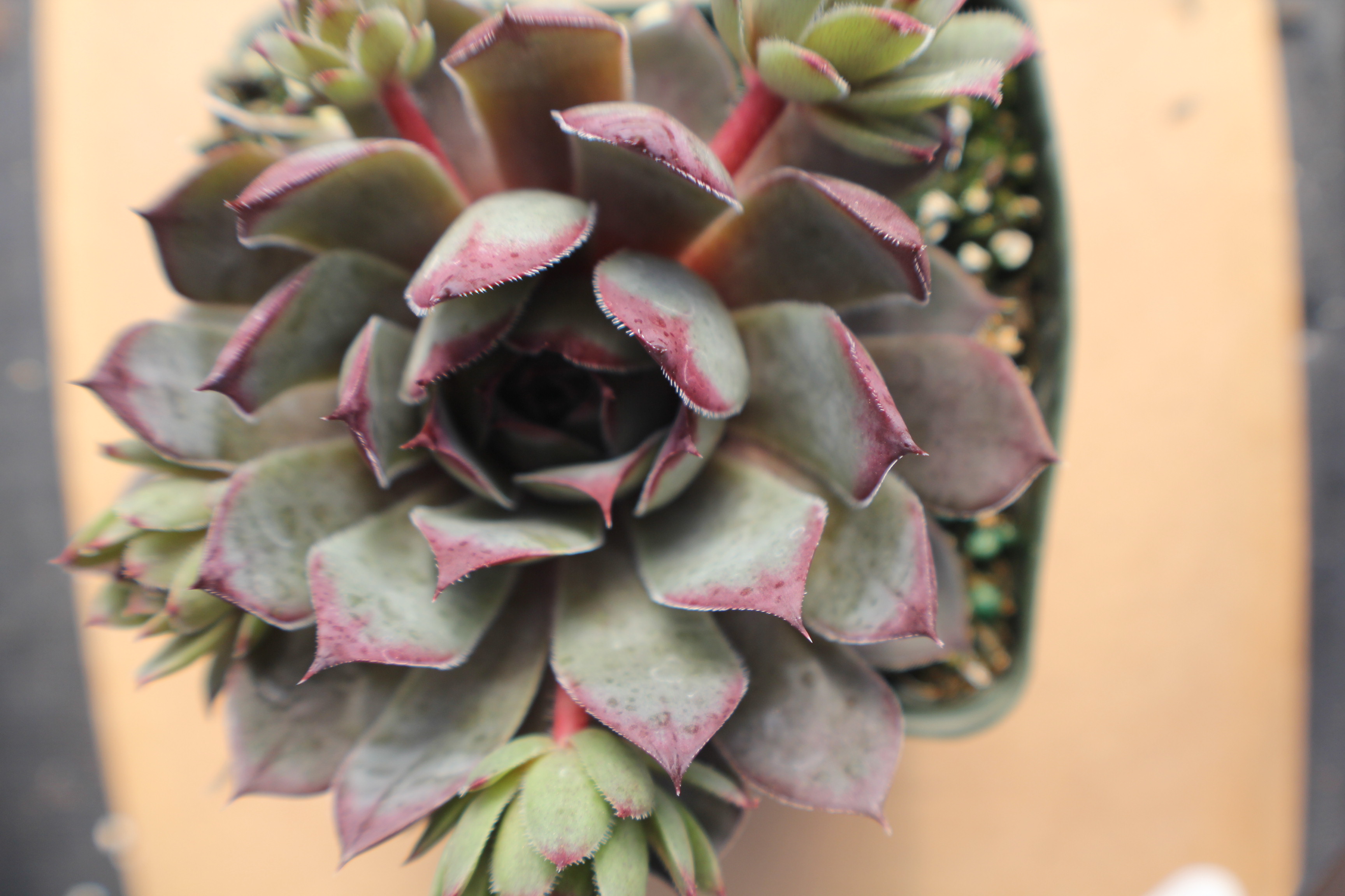 Sempervivum 'Blue Boy'