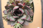 Sempervivum 'Blue Boy'