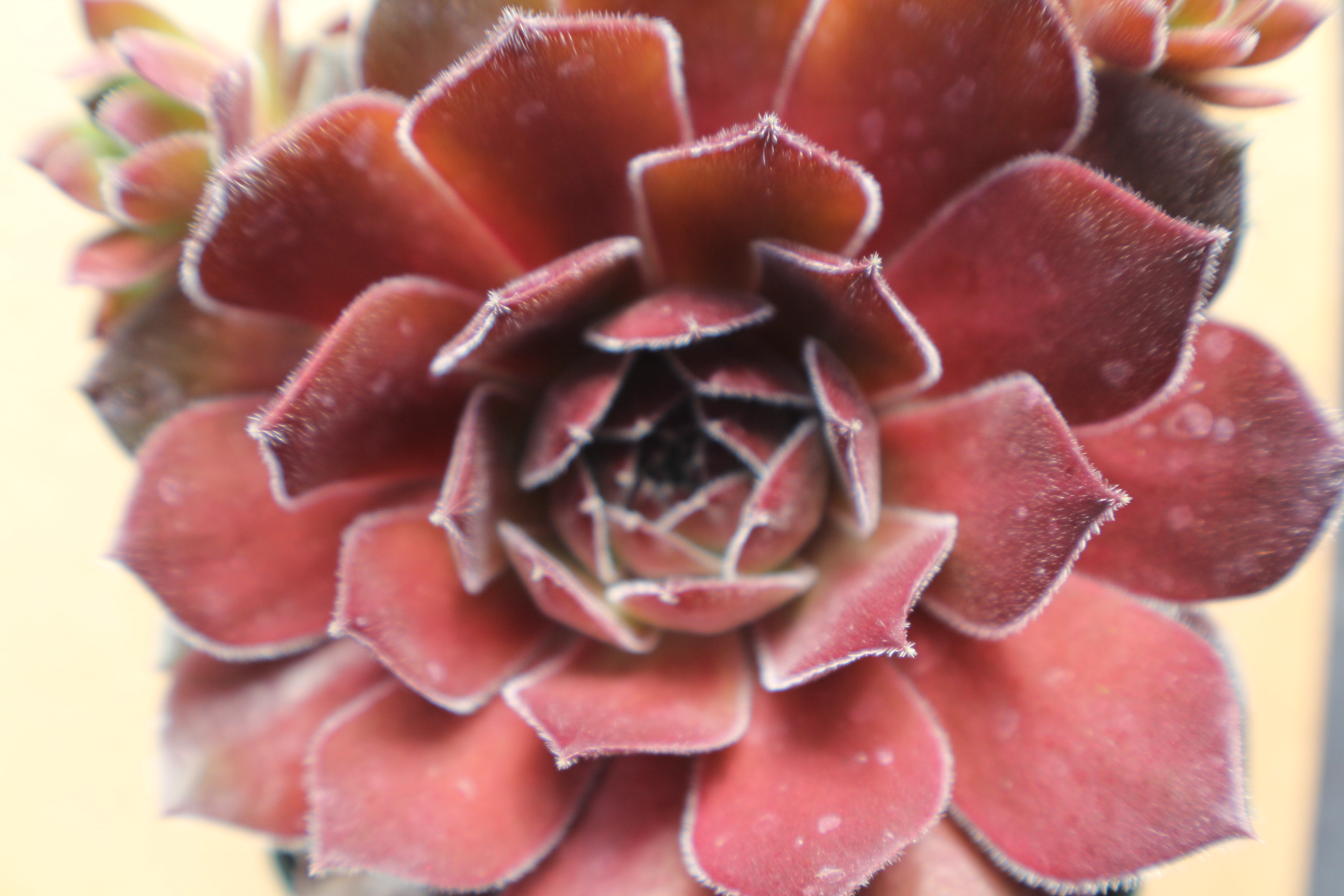 Sempervivum 'Blush'