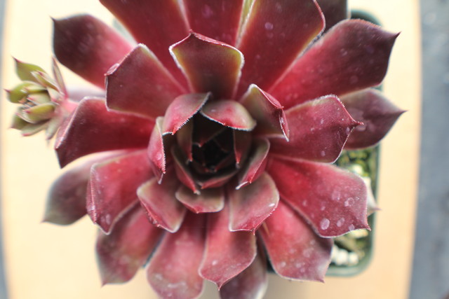 Sempervivum 'Booth's Red'