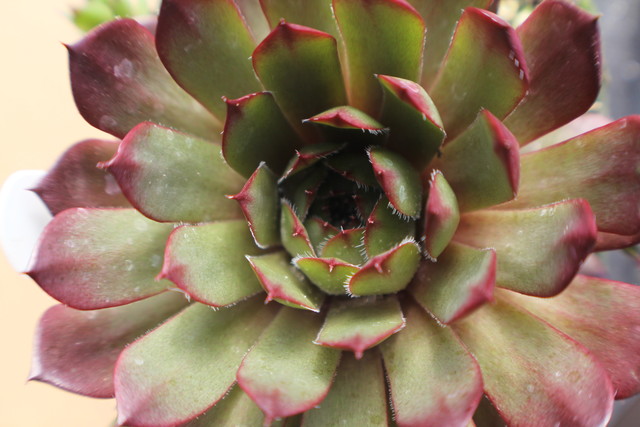 Sempervivum 'Boromir'