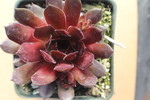 Sempervivum 'Brock'