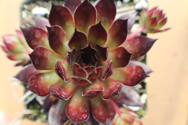 Sempervivum 'Bronco'