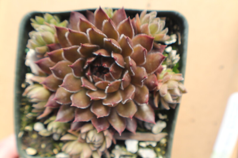 Sempervivum 'Bronze Pastel'