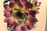 Sempervivum 'Butterbur' (A)