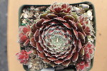 Sempervivum 'Butterfly'