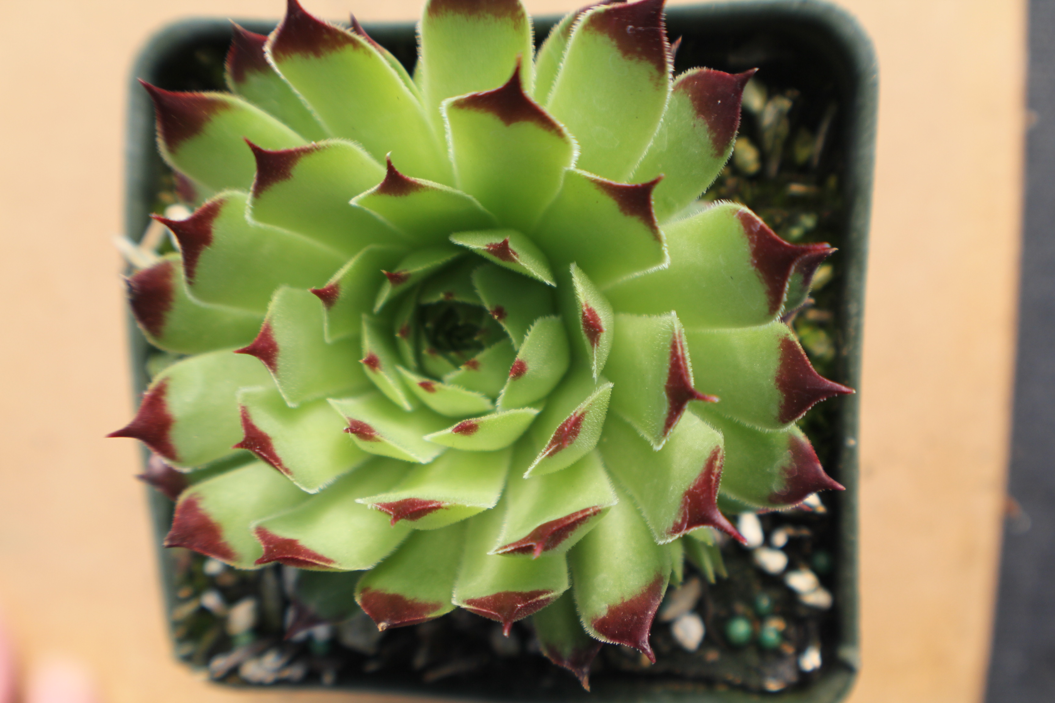 Sempervivum calcareum from Mont Ventoux