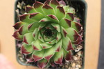 Sempervivum calcareum greenii